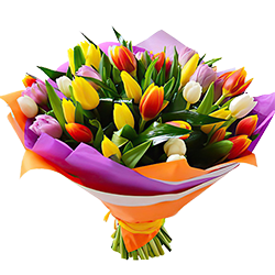 заказать Тюльпани