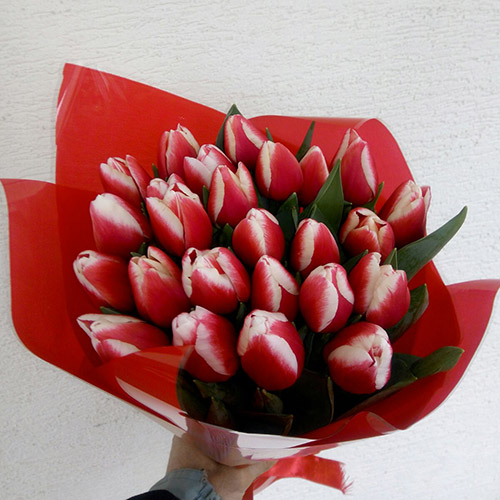 живе фото товару "21 тюльпан “Маковий цвіт”"