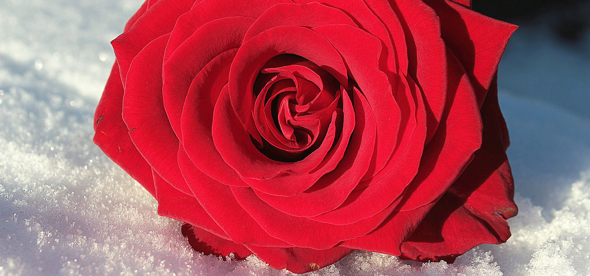 замовлення квітів на новий рік в Надвірну